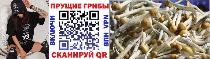сколько стоит  Куровское  Галлюциногенные грибы GOLDEN TEACHER 